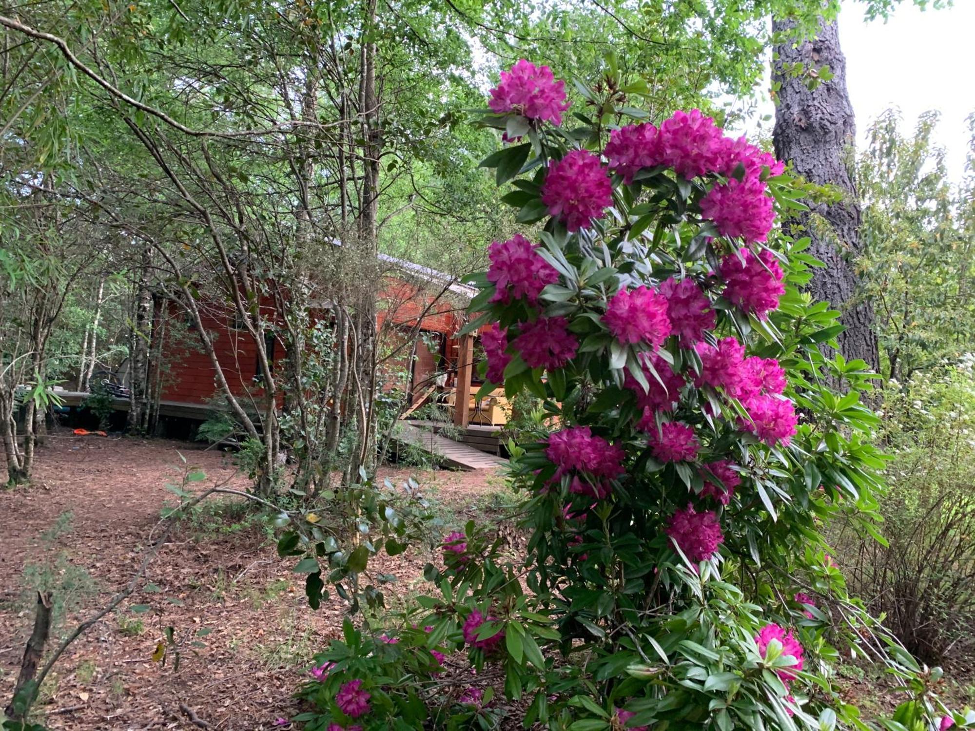 Cabanas Natural Park Lodge Pucón Dış mekan fotoğraf
